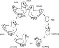 Coloring page with life cycle of bird. Stages of development of wild duck mallard from egg to duckling and adult bird Royalty Free Stock Photo